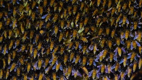 Es-Ist-Bekannt,-Dass-Riesige-Honigbienen-Große-Nestkolonien-Mit-Symmetrischen-Taschen-Aus-Wachs-Bauen,-In-Denen-Sie-Honig-Als-Nahrungsquelle-Speichern-Können