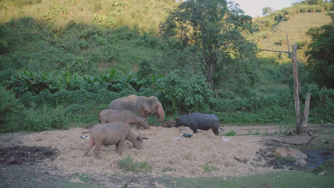 Elephants and water buffalo grazing on hay in a rural area of northern Thailand