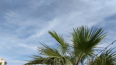 Mediterrane-Palme-Mit-Blauem-Himmel-Im-Sommer