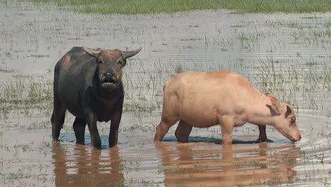 zoom out from mother and daughter water buffalo enjoying the water