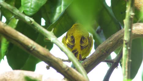 bright green leaves pass through the frame from wind while focused on a yellow saffron finch in hawaii big island