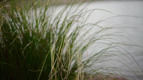 Fokus-Vom-Schilf-Zum-Teich-Ziehen