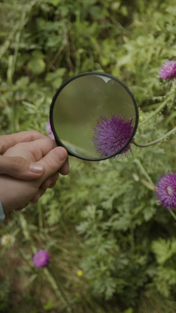 Thistle flower under magnifying glass