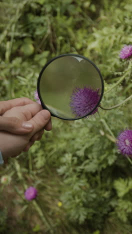 thistle flower under magnifying glass