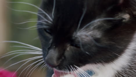 kitten cleaning its paw