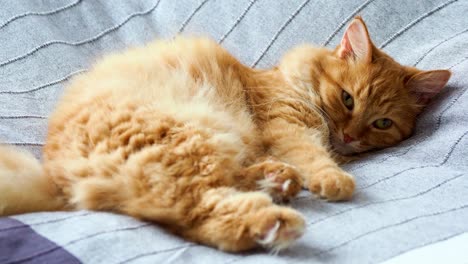 cute ginger cat lying in bed on grey blanket, fluffy pet is going to sleep. cozy home background