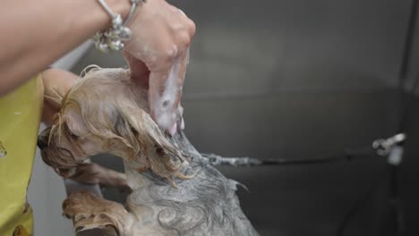 yorkshire terrier duchándose con champú, perro tomando un baño de burbujas en el salón de aseo