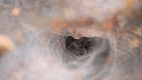 A-spider-found-in-low-land-forests-with-snare-of-web-on-the-ground-designed-like-a-funnel-tapered-from-wide-to-a-narrow-tunnel-in-which-it-will-bring-its-prey-deep-inside