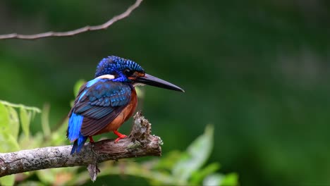 el martín pescador de orejas azules es un pequeño martín pescador que se encuentra en tailandia y es buscado por los fotógrafos de aves debido a sus hermosas orejas azules, ya que es una pequeña, linda y esponjosa bola de plumas azules de un pájaro