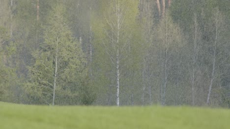 Nieve-Cayendo-Sobre-Campos-Verdes-De-Cultivos-De-Primavera