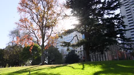 shadows and sunlight in a green park