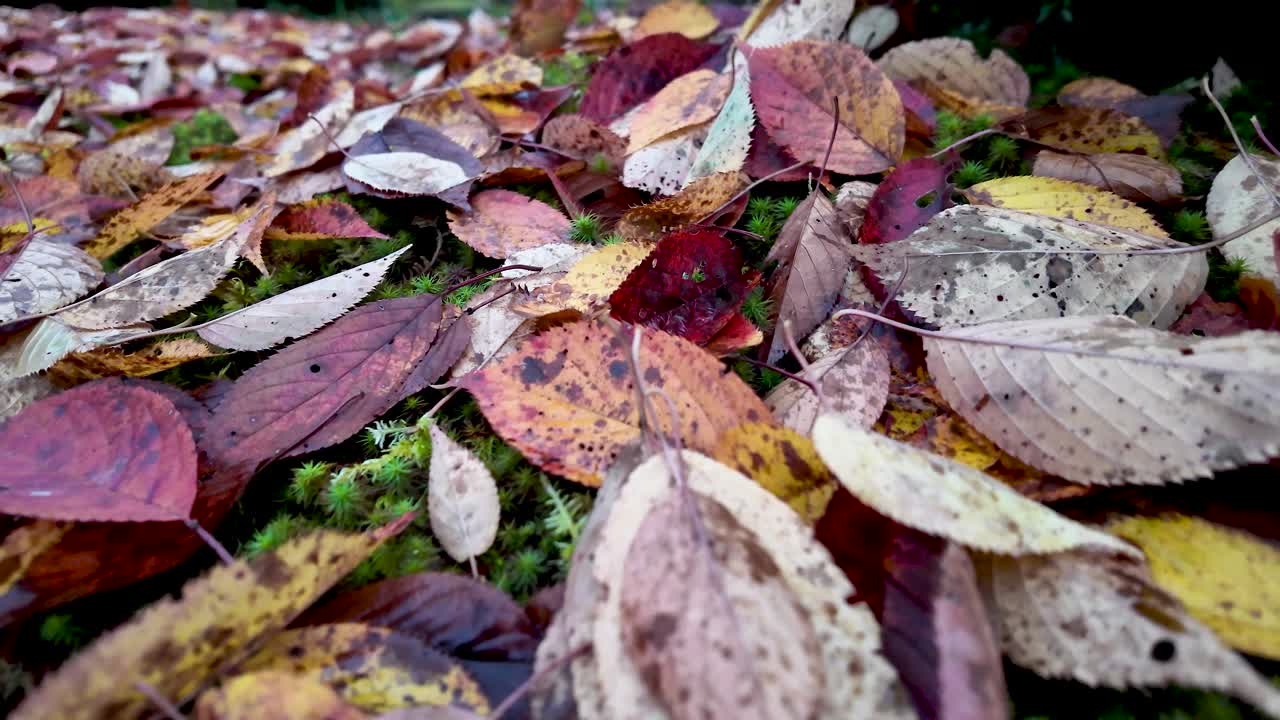 Colorful fallen autumn leaves creating a vibrant carpet on a bed of green moss, capturing the essence of fall