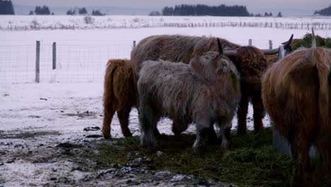 Highland-cattle-in-winter-eating-hay
