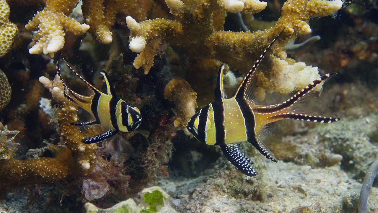 Close up of a Banggai cardinalfish next to coral, filmed in Lembeh Straits, Indonesia 3 of 3, 60fps