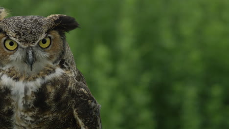 Panning-shot-of-great-horned-owl-close-up