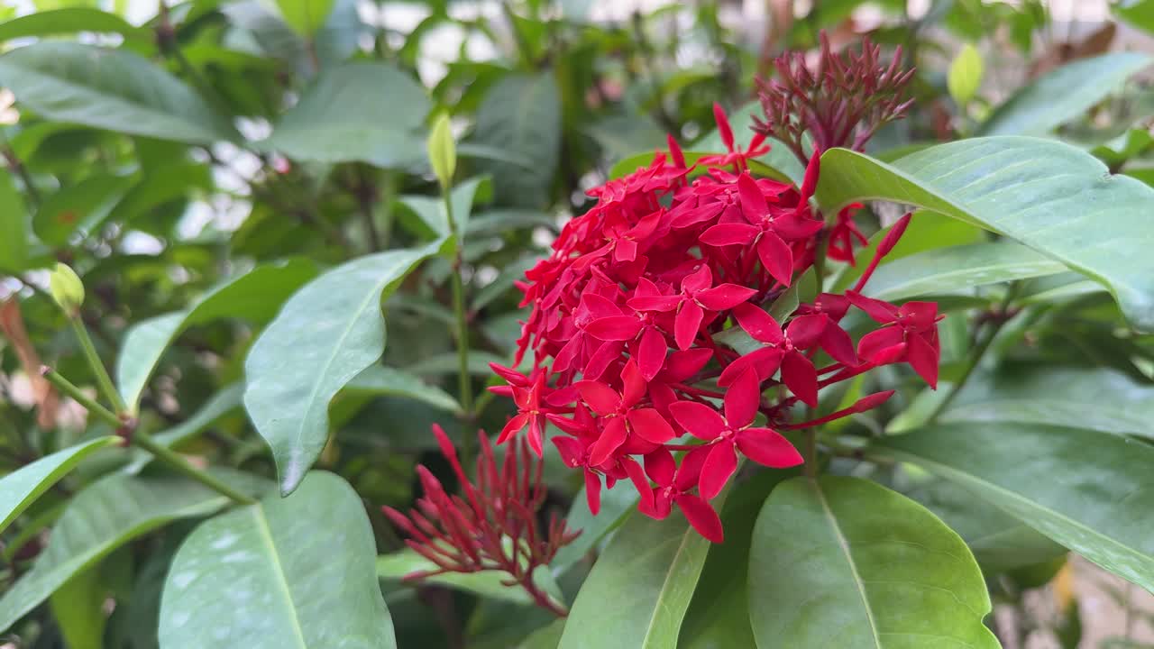 Static close-up shot of a red Ixora flower cluster with surrounding green leaves in natural daylight