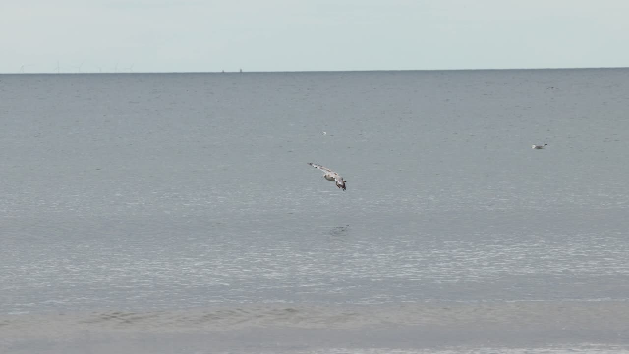 Seagull soars above gentle ocean waves, overcast daylight, wide static shot, tranquil coastal atmosphere