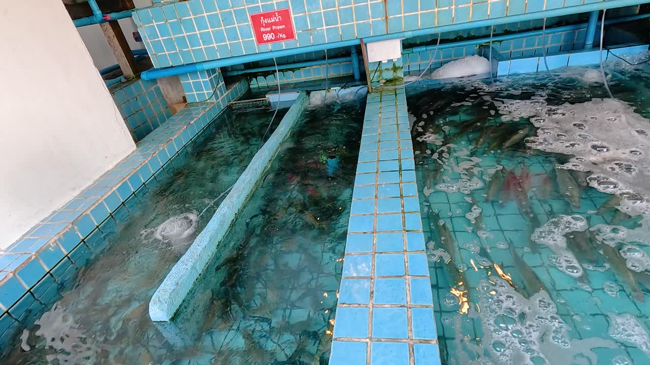 Aquarium tanks with live sea bass in a Chonburi restaurant. Bright lighting highlights clear water and tiled environment