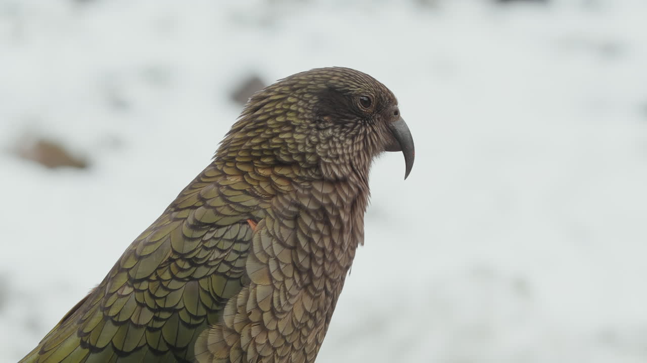 альпийский попугай кеа в национальном парке фиордленд в новой зеландии