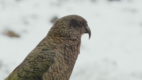 loros alpinos brillantes en el parque nacional de fiordland en nueva zelanda