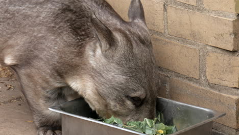el wombat de nariz peluda del sur aparece de su recinto y comienza a comer algo de comida frondosa de un plato de plata.