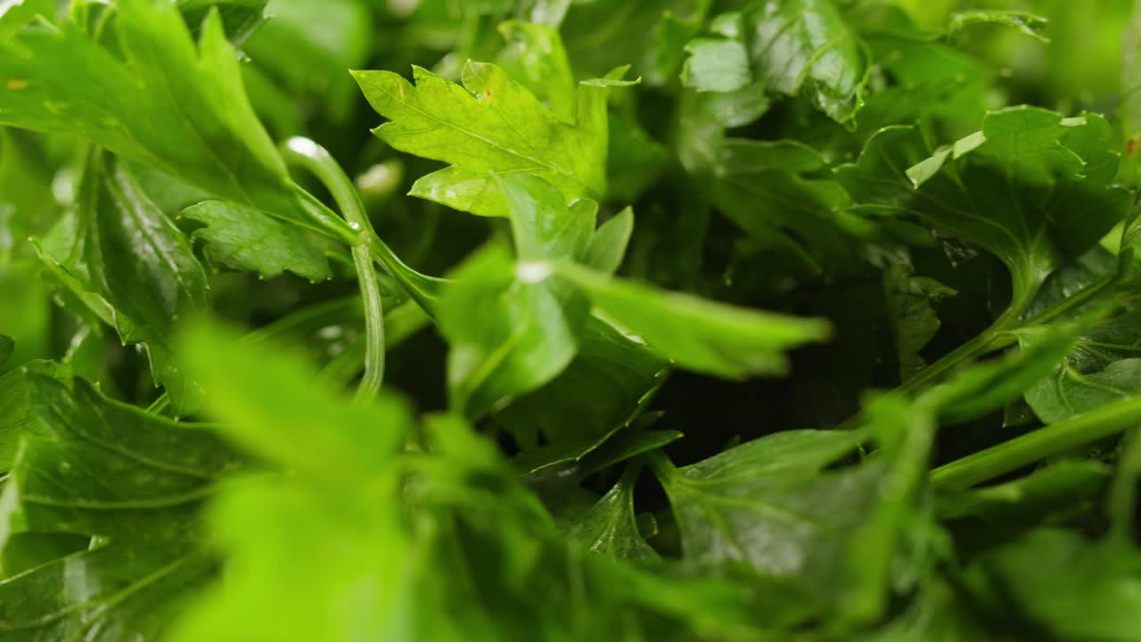 Cilantro parsley cutting by knife close up, chef chop cut coriander aromatic, traditional asian and Mexican cuisine herb studio shot. High quality 4k footage