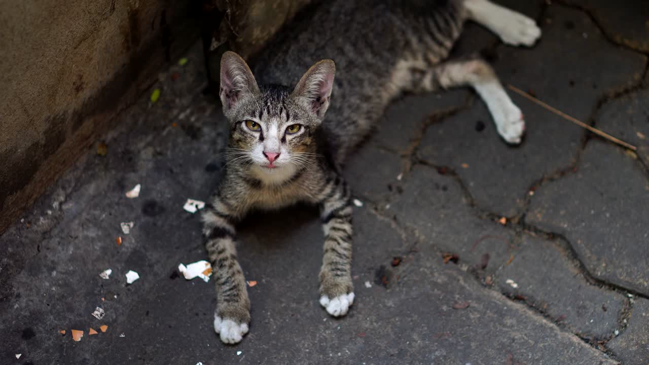 Gato jovem dormindo no chão