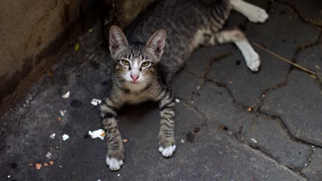 young cat sleep on ground