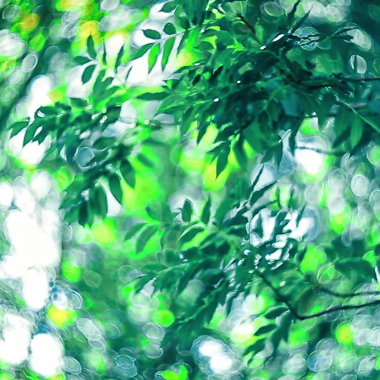 Morning sun through trees