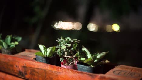 steady camera shot of three small plants in plastic tub