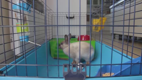 closeup of a pet rabbit in a cage going out of his little house and eating