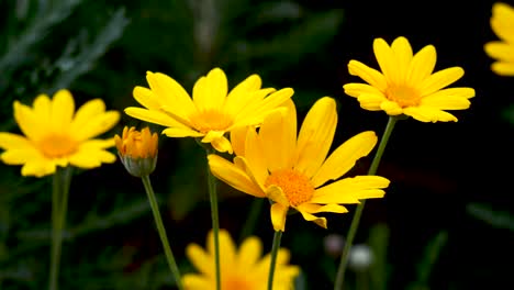 small yellow flowers move from the wind in the yard