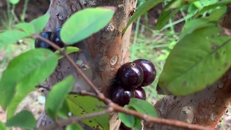 ripe jabuticabas hanging on a tree trunk