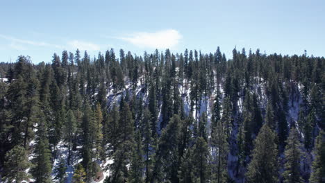 slow aerial pull out on a pine tree forest in the new mexico mountains