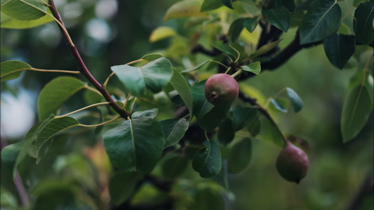 Primo piano di pere acerbe che crescono su un albero in una luce solare soffusa