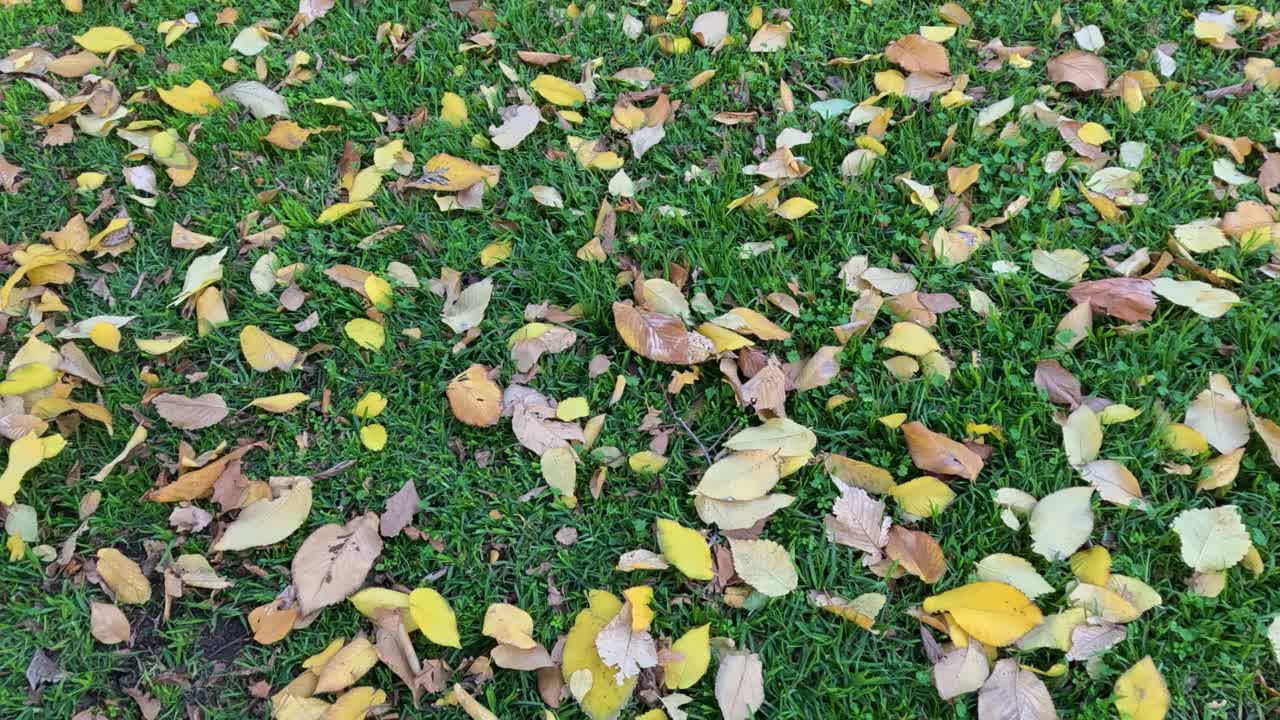 초록 잔디에 어져 있는 가을 잎