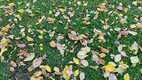 autumn leaves scattered on green grass