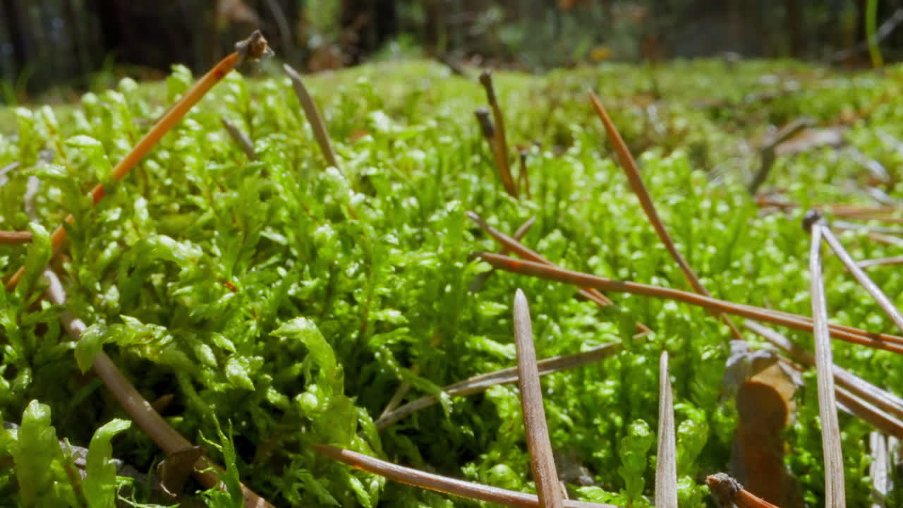 agujas de abeto secas en la hierba en madera movimiento lento paisaje salvaje