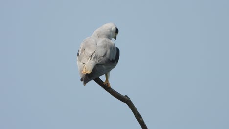 white tailed kite waiting for pray