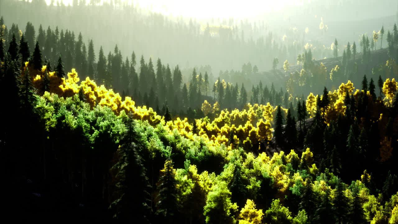 Vibrant autumn foliage in a peaceful forest during golden hour