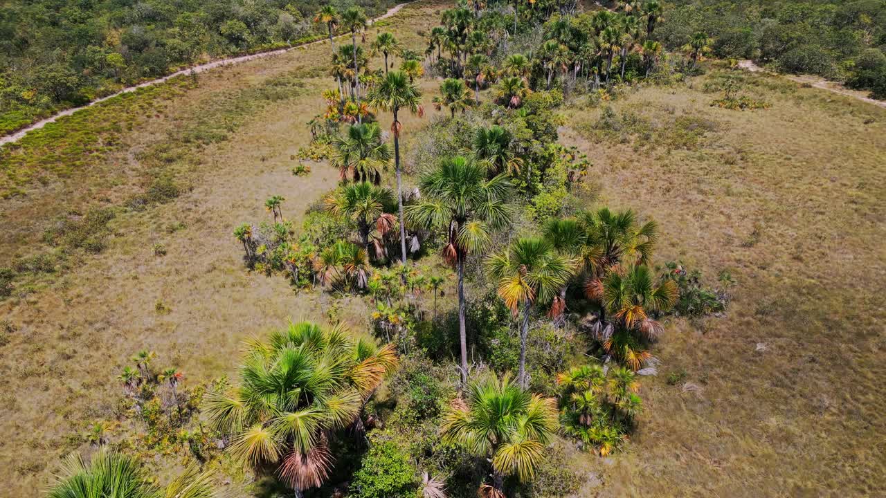 Ecosistema del Cerrado brasiliano con vegetazione degradata e palme sparse che costeggiano un letto di fiume asciutto, che illustra il degrado ambientale e l'impatto del cambiamento climatico sui paesaggi naturali