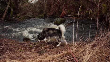 alaskan malamute dog near forest stream in indre fosen, norway - wide shot