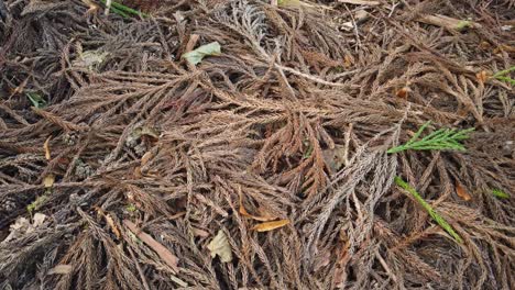 Dry-Pine-leaves-fallen-to-ground,-autumn-textures-of-brown-deciduous-leaves-scattered-randomly