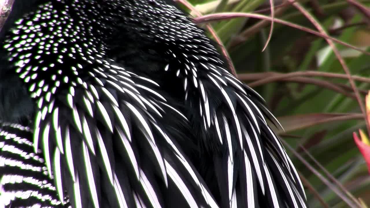 plumaje blanco y negro