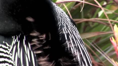 Black-and-white-plumage