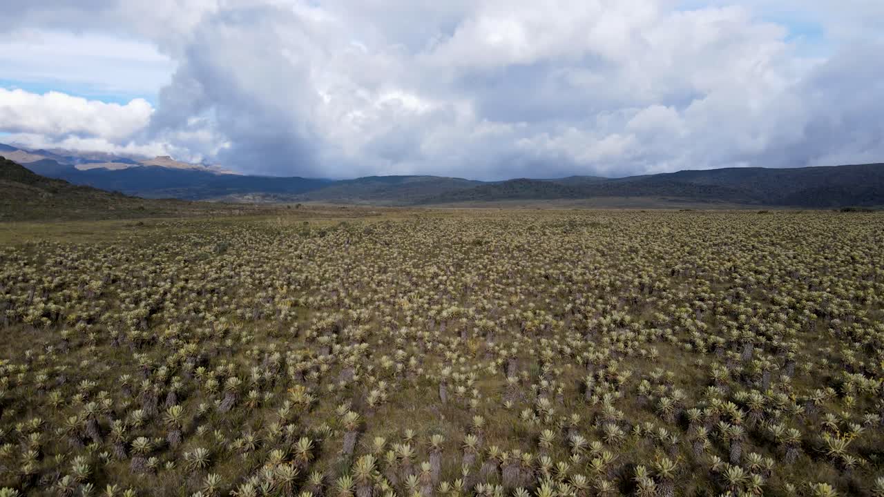 valle de frailejones situado a más de 3000 metros sobre el nivel del mar
