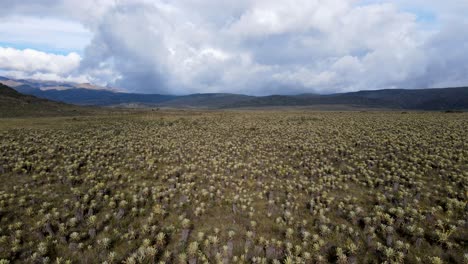 Frailejones-Valley-located-at-more-than-3000-meters-above-sea-level