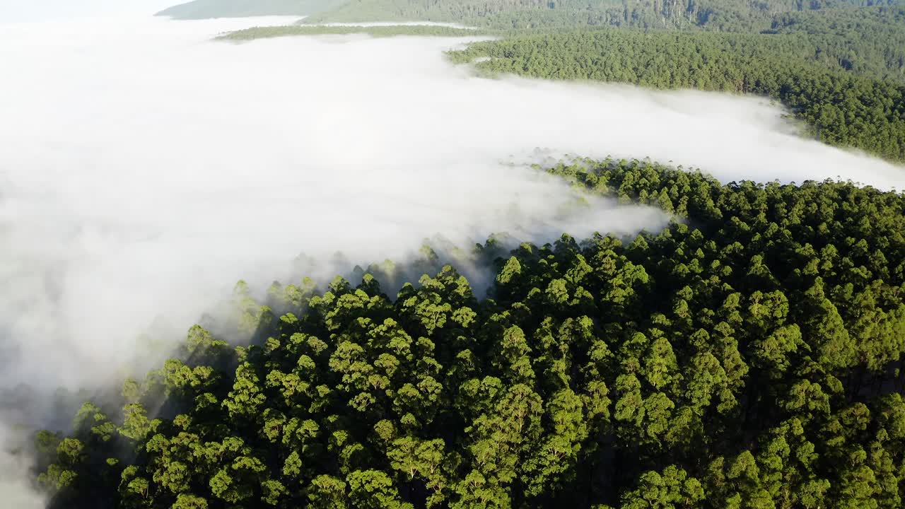 ドローンが森林に覆われた斜面や尾根に濃い霧が立ち込める中、木々の梢の上を滑空する、ブラックスパー・ヤラバレー、ビクトリア、オーストラリア。