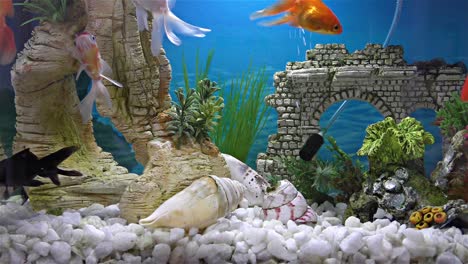 fish in the aquarium – goldfish, black telescope goldfish