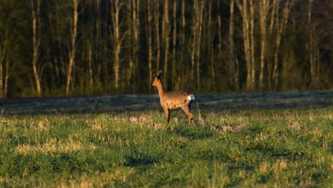 Wild-European-roe-deer-buck-eating-in-a-green-meadow,-sunny-spring-evening,-golden-hour,-medium-shot-from-a-distance